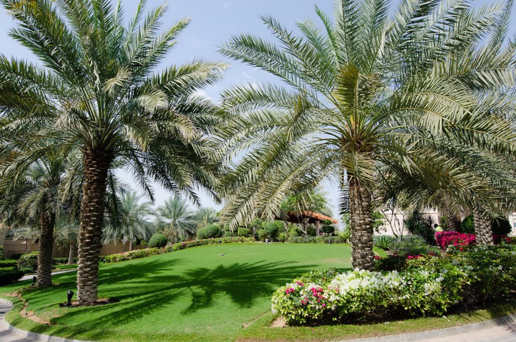Gardening and Landscaping Abu dhabi